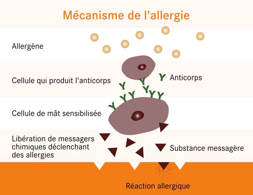 Mcanisme de l'allergie au pollen