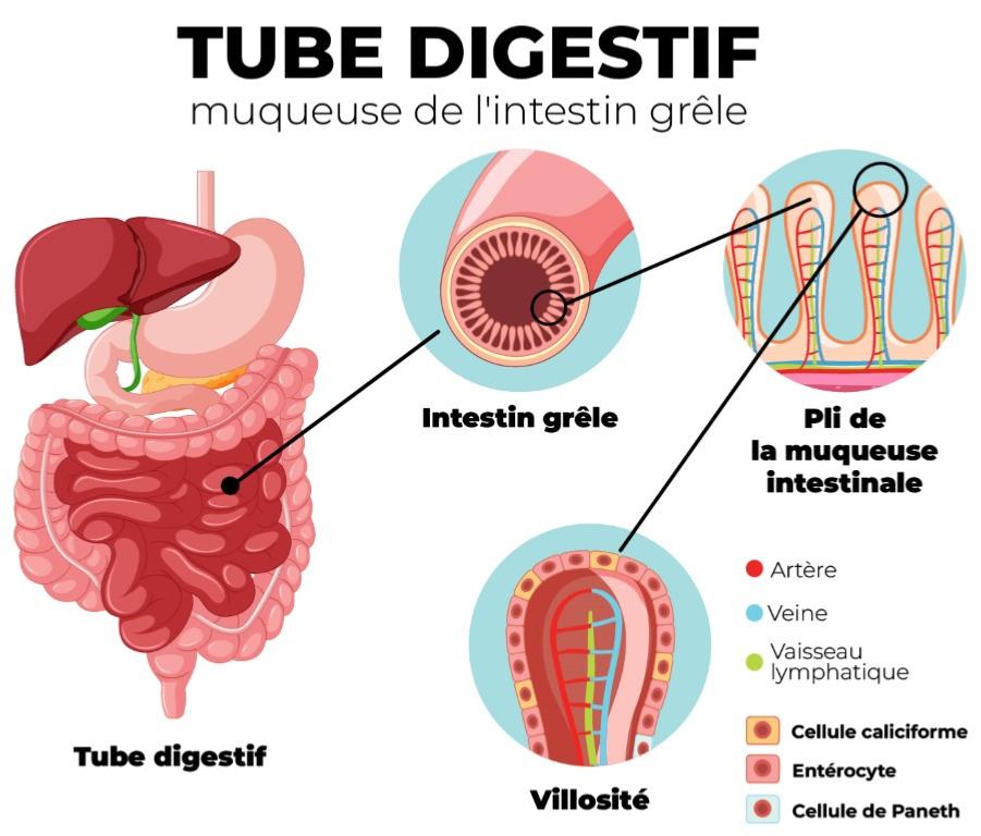 Schma du tube digestif et intestin grle