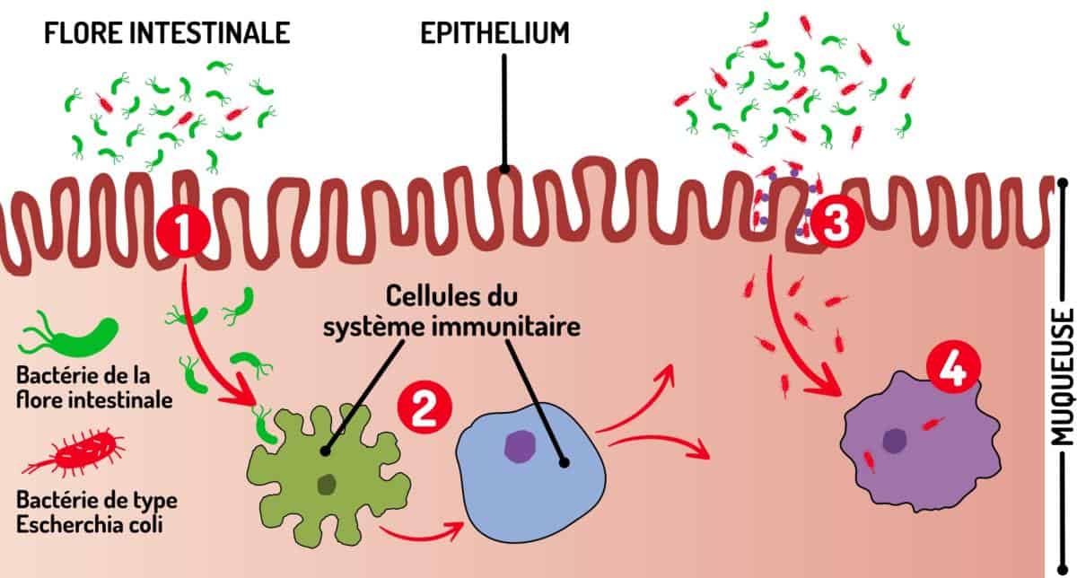 Dysbiose intestinale : le pollen en soutien