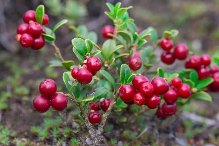 La cranberry pour lutter contre les infections urinaires