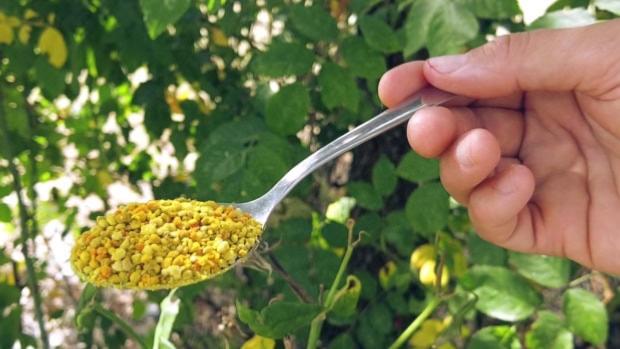 Le pollen, aliment ferment enrichi par les abeilles